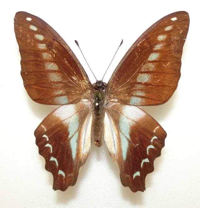 Graphium sarpedon (abberant,  Taiwan) 1 (Internet Image property of respective owner, non-commercial use only)
